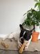 Палиця з кавового дерева для собак HealthyDoggo Coffee Stick розмір XS (помірне гризіння)
